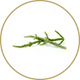 Salicornia (nel sugo da 185 g.)